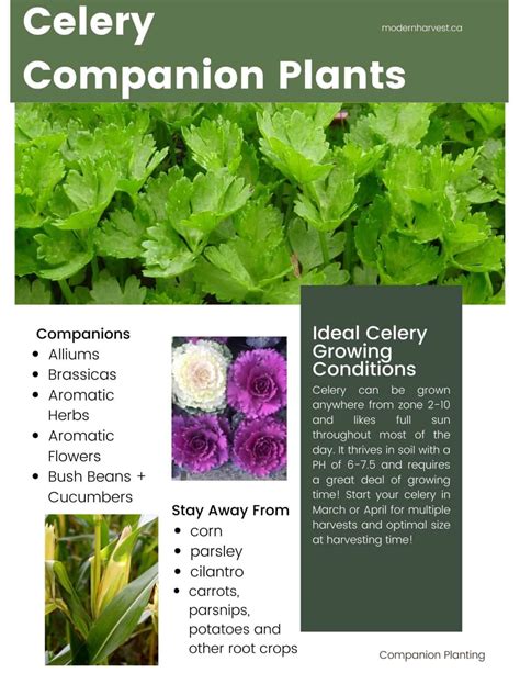 celery companion planting chart