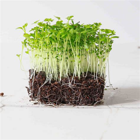 celery microgreens