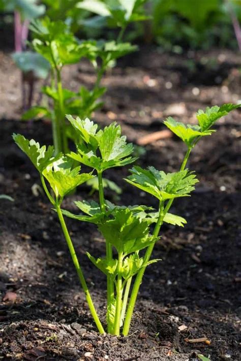 celery planting companions