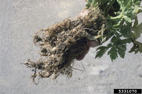 celery root knot nematode info