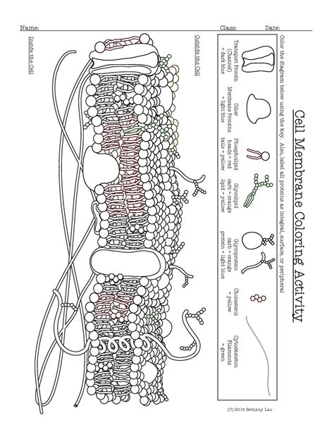 Cell Membrane Coloring Worksheet Effy Moom Free Coloring Picture wallpaper give a chance to color on the wall without getting in trouble! Fill the walls of your home or office with stress-relieving [effymoom.blogspot.com]