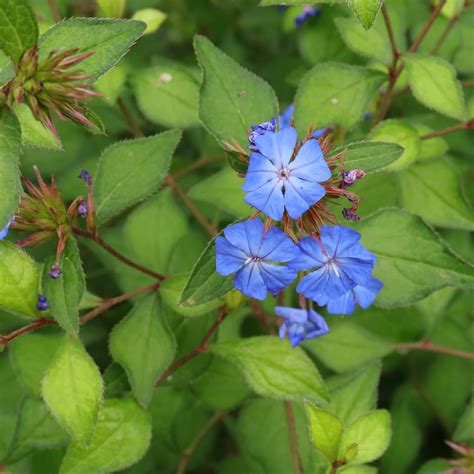 ceratostigma willmottianum