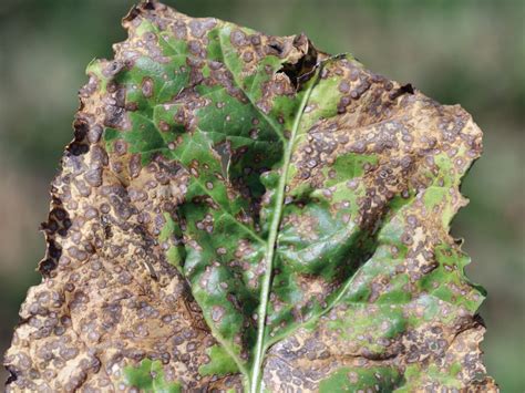 cercospora spot on beets