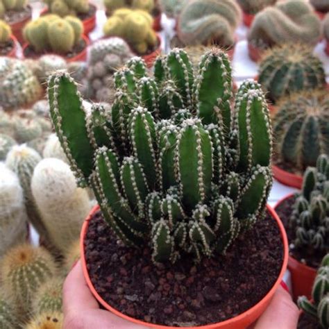 https://tse3.mm.bing.net/th?q=cereus+cactus+growth