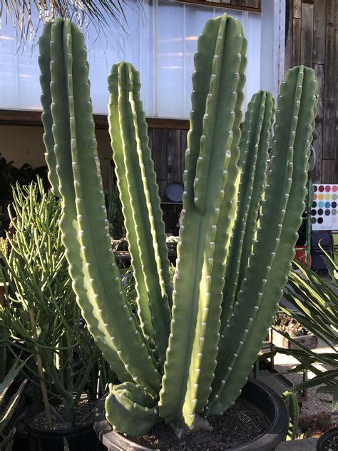 https://tse3.mm.bing.net/th?q=cereus+cactus+light