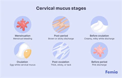 Cervical Mucus Chart Cycle