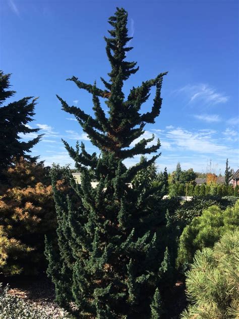 chamaecyparis lawsoniana wissel's saguaro