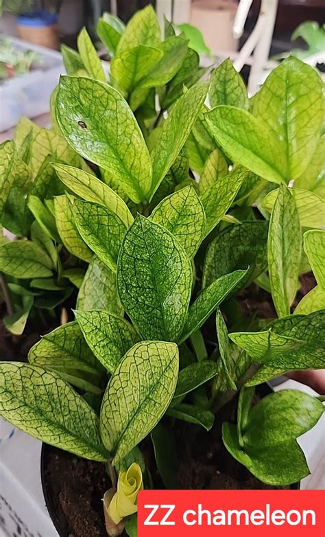 chameleon zz
