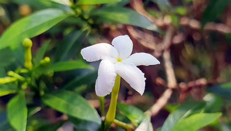 chameli flower