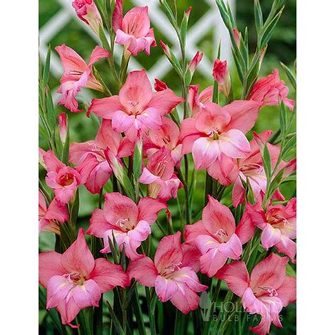 charming beauty hardy mini gladiolus