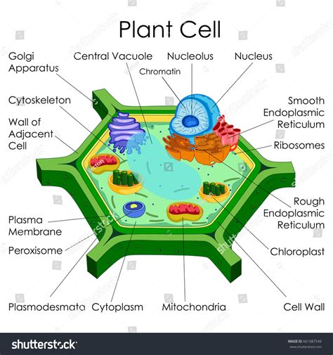 Chart Of Plant Cell