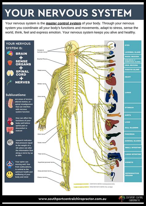 Chart Of The Nervous System