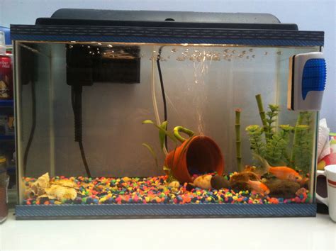 Cost-Effective Fish Tank Decorations
