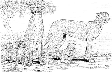cheetah colouring sheet
