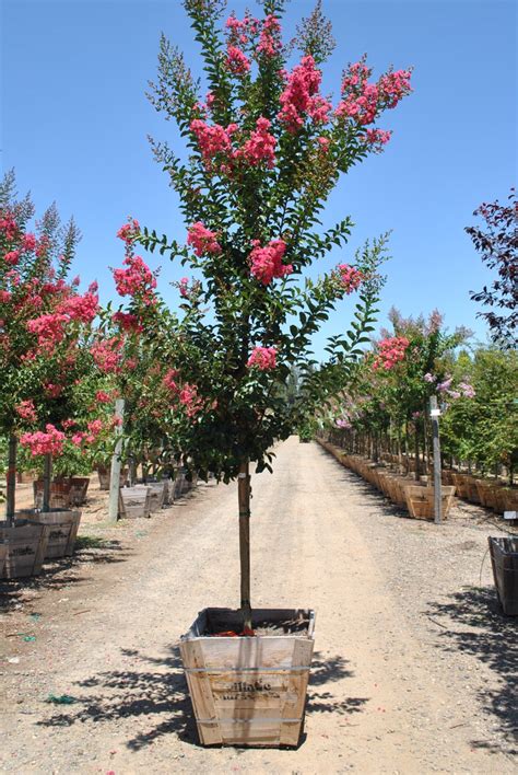 cherokee crape myrtle