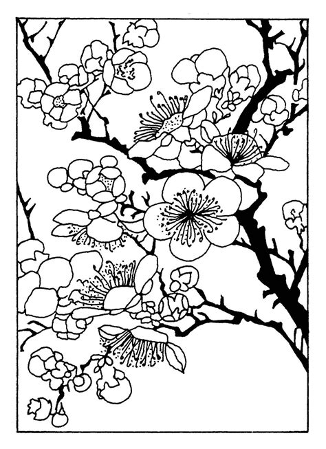cherry blossom coloring sheet