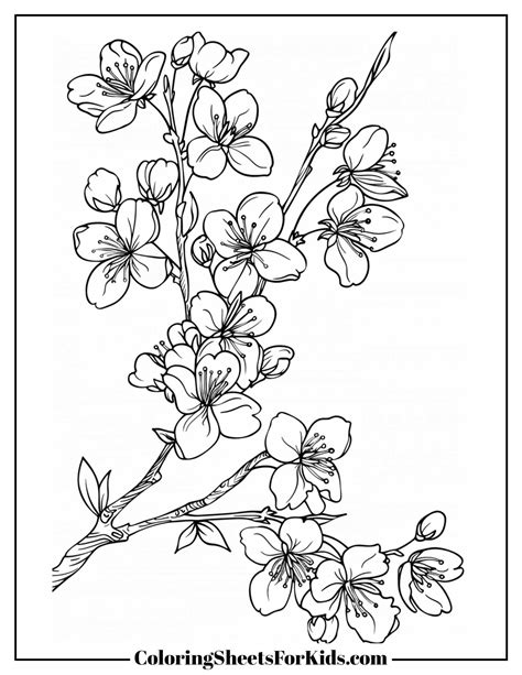 cherry blossom coloring sheet