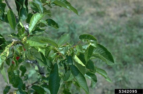 cherry leaf roll control