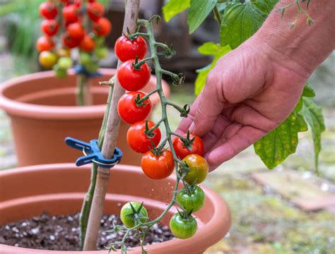 cherry tomatoes in pots