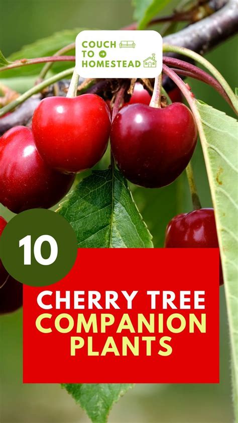 cherry tree companion plants