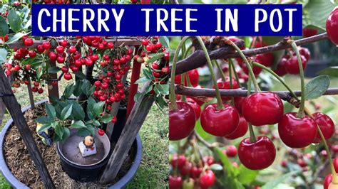 cherry tree in pot