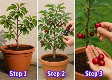 cherry trees for pots