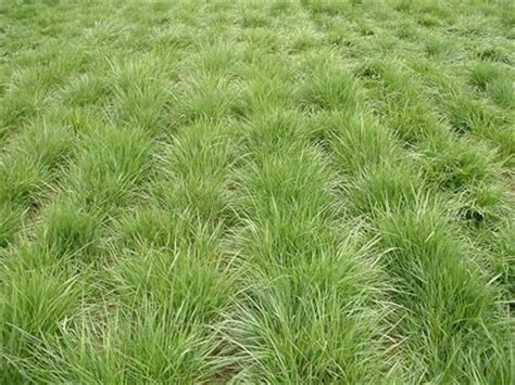 Chewings Fescue