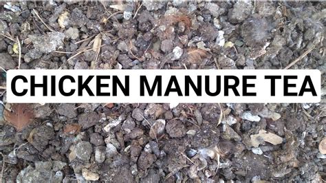 chicken manure tea