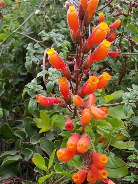 chilean glory vine