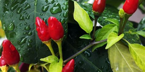 chili companion plants