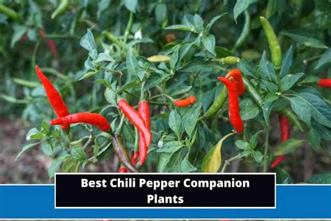 Chili Pepper Companion Plants: The Ultimate Guide