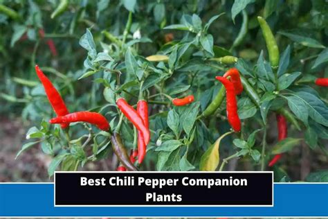 chili pepper companion plants