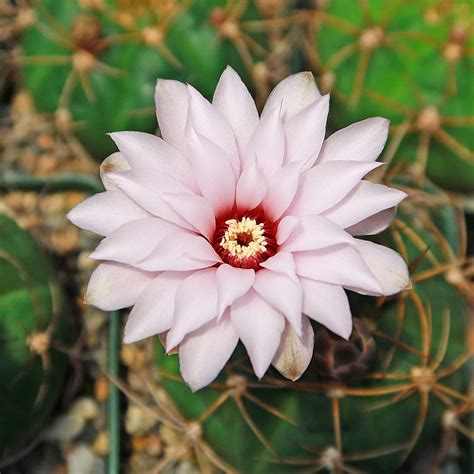 chin cactus