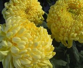 china mum