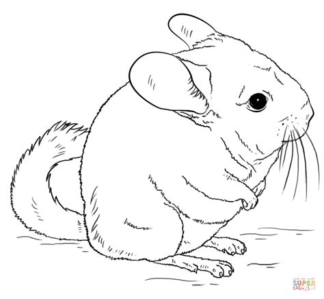 chinchilla coloring pages