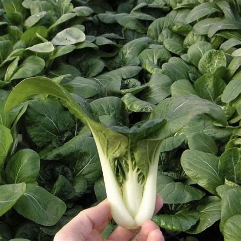 chinese cabbage companion plants
