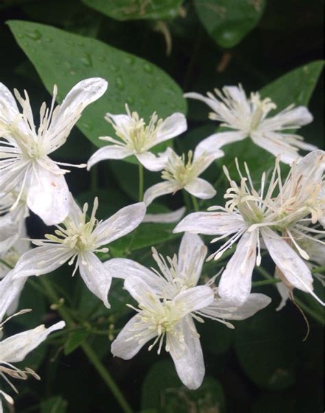 chinese clematis