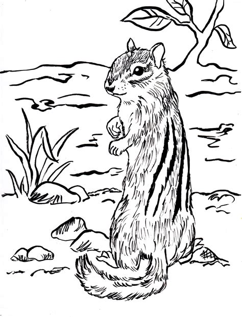 chipmunk coloring page