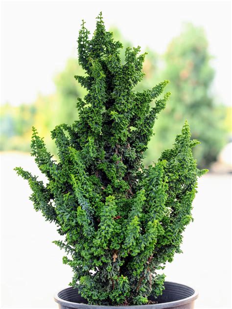 Chirimen Hinoki Cypress: A Guide to This Unique Japanese Wood