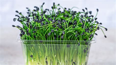 chive microgreens