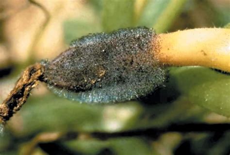 choaenephora wet rot