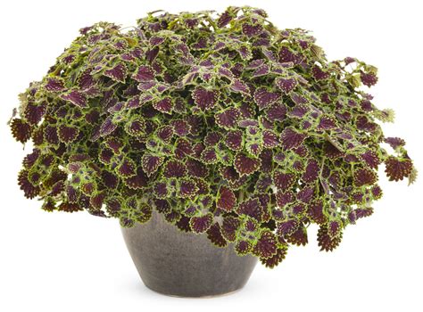 chocolate drop coleus