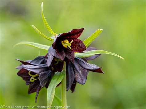chocolate lily