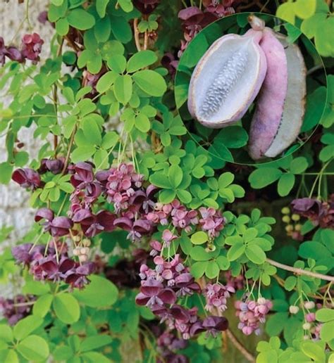 chocolate vine plants