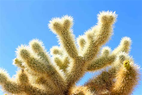 cholla