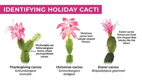 christmas and easter cactus