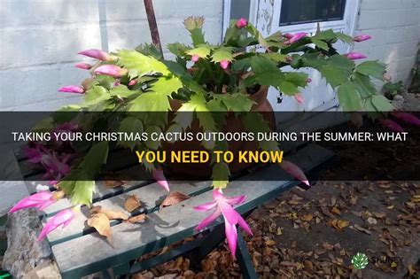 christmas cactus outside for summer