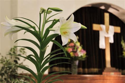 church easter lily