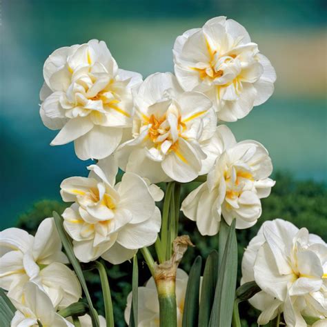 churchill daffodil