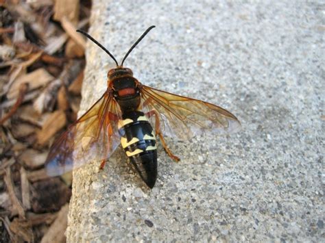 cicada killer wasp control